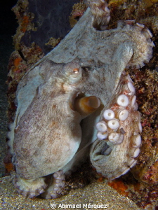 Octopus by Abimael Márquez 